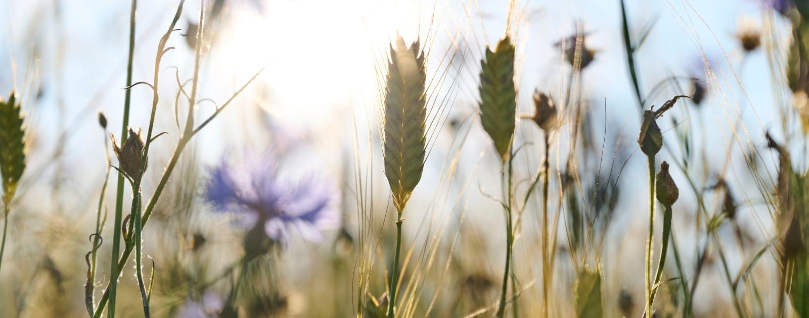 Stages en horticulture (80 à 100 %) pour la saison 2027
