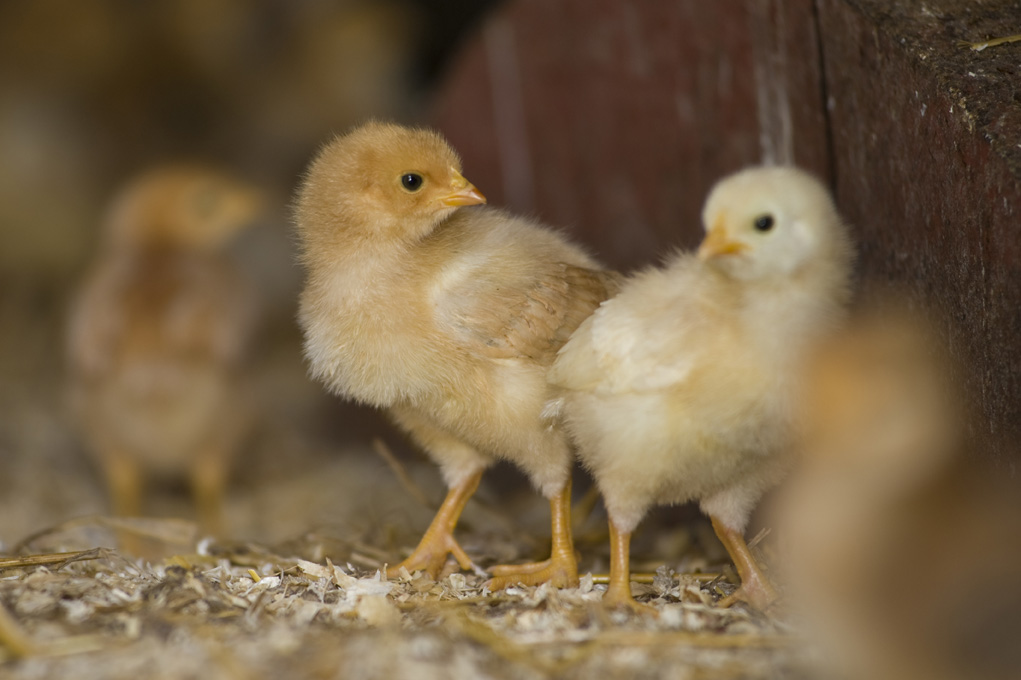 Demeter envoie un message clair en faveur des élevages de volailles respectueux de l’éthique : Dès 2019, pour chaque poule pondeuse élevée, un poussin mâle doit être élevé.