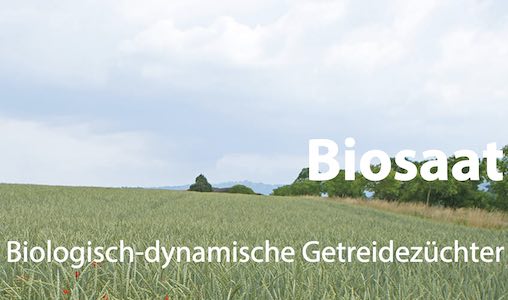 Stärkung für den Biolandbau, mehr Effizienz und Durchschlagskraft im europäischen Markt: Bio beginnt mit ökologisch gezüchteten Sorten