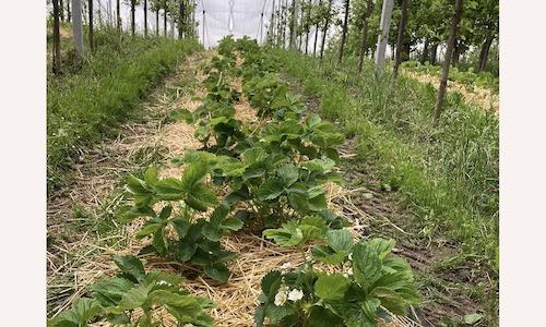 Anstatt die Fahrgassen zwischen den Baumreihen mit Grasschnitt zu mulchen, bepflanzt Roman Ochsner diese mit Erdbeeren.