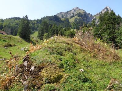 Über die Direktzahlungsverordnung fördert der Bund den Einsatz von Herbiziden zur Bekämpfung von Problem- und Giftpflanzen auf Schweizer Alpen. Doch es regt sich Widerstand.