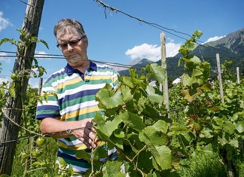 Seine Eltern waren die ersten Bioweinbauern in Graubünden: Louis-Heinz Liesch aus Malans ist heute froh, dass der Betrieb schon vor über 30 Jahren die Produktion auf Bio und Demeter umstellte.