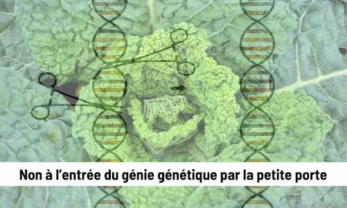 La Fédération Demeter Suisse exige : Toutes les formes de génie génétique doivent continuer à être soumises au moratoire sur le génie génétique.