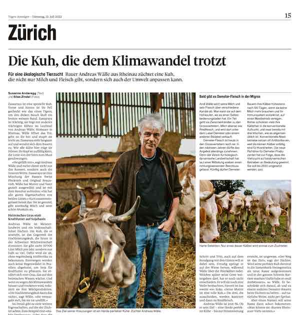 Bauer Andreas Wälle aus Rheinau züchtet eine Kuh, die nicht nur Milch und Fleisch gibt, sondern sich auch der Umwelt anpassen kann.