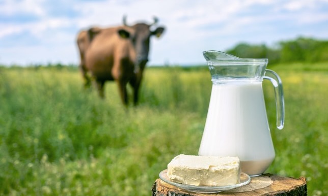 Ergebnisse vom Forschungsinstitut KWALIS zeigen, dass Hörner und Fütterung die Milchqualität beeinflussen können