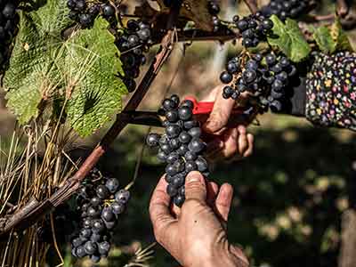 Biodynamischer Weinbau – Wissen und Praktiken angesichts aktueller Herausforderungen