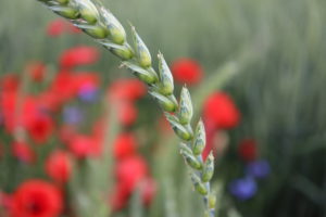 Juckerfarm