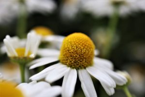 MyBio