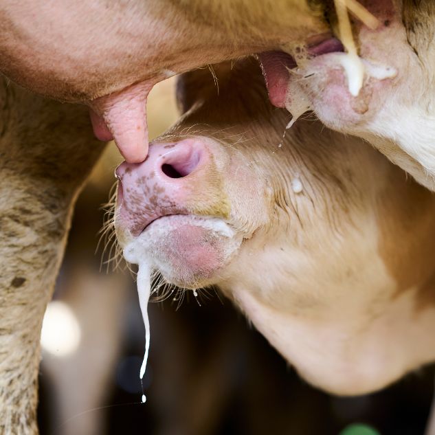 bild-kalb-milch