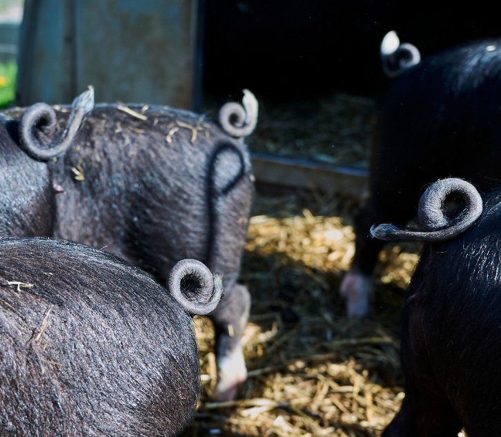 contentbild-schwein