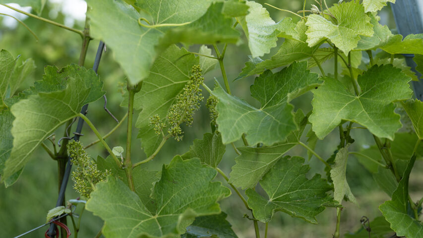 Gesucht: Umstellberater*innen Weinbau