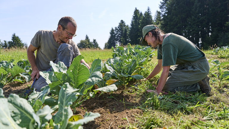 Arbeit im Gemüsegarten: Claudia Meierhans und Markus Schwegler (Foto: ©Raphaela Graf)